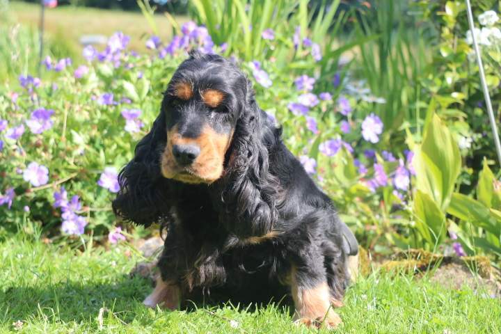 Cocker Anglais LOF Étaples