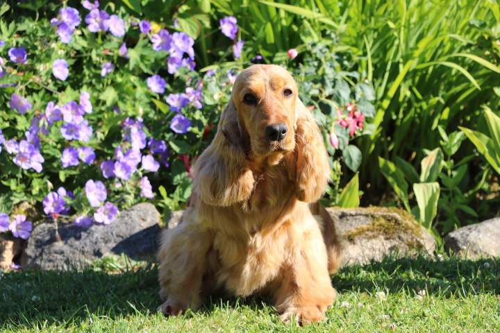 Cocker Anglais à vendre Étaples