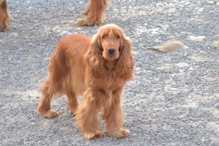 Cocker Anglais à vendre Étaples