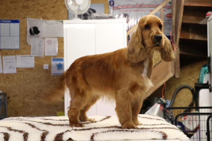 Cocker Anglais à vendre Étaples