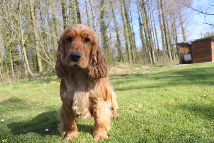 Cocker Anglais à vendre Étaples