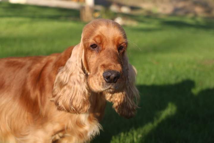 Cocker Anglais de reproduction Étaples