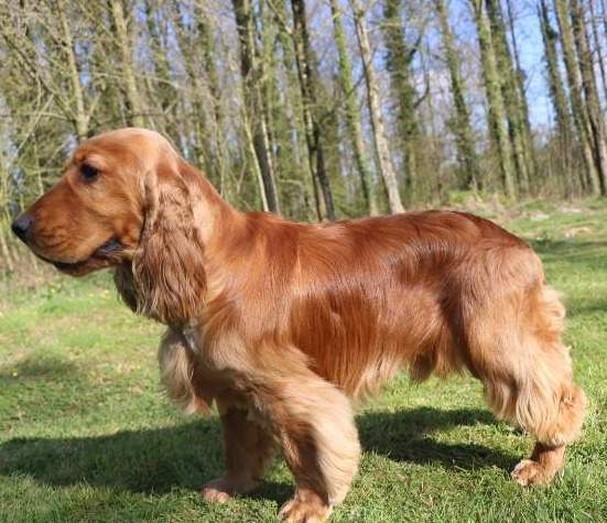 Cocker Anglais de reproduction Étaples
