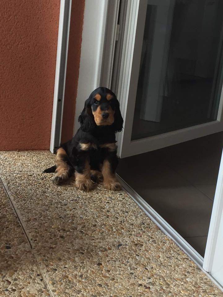 Cocker Anglais près d'Étaples