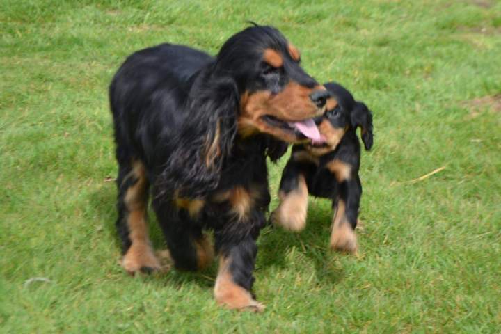 Cocker Anglais pure race Étaples