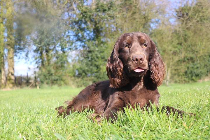 Cocker Anglais pure race Étaples