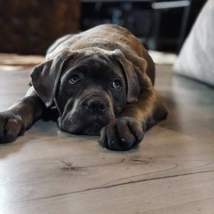 Elevage Cane Corso Étaples