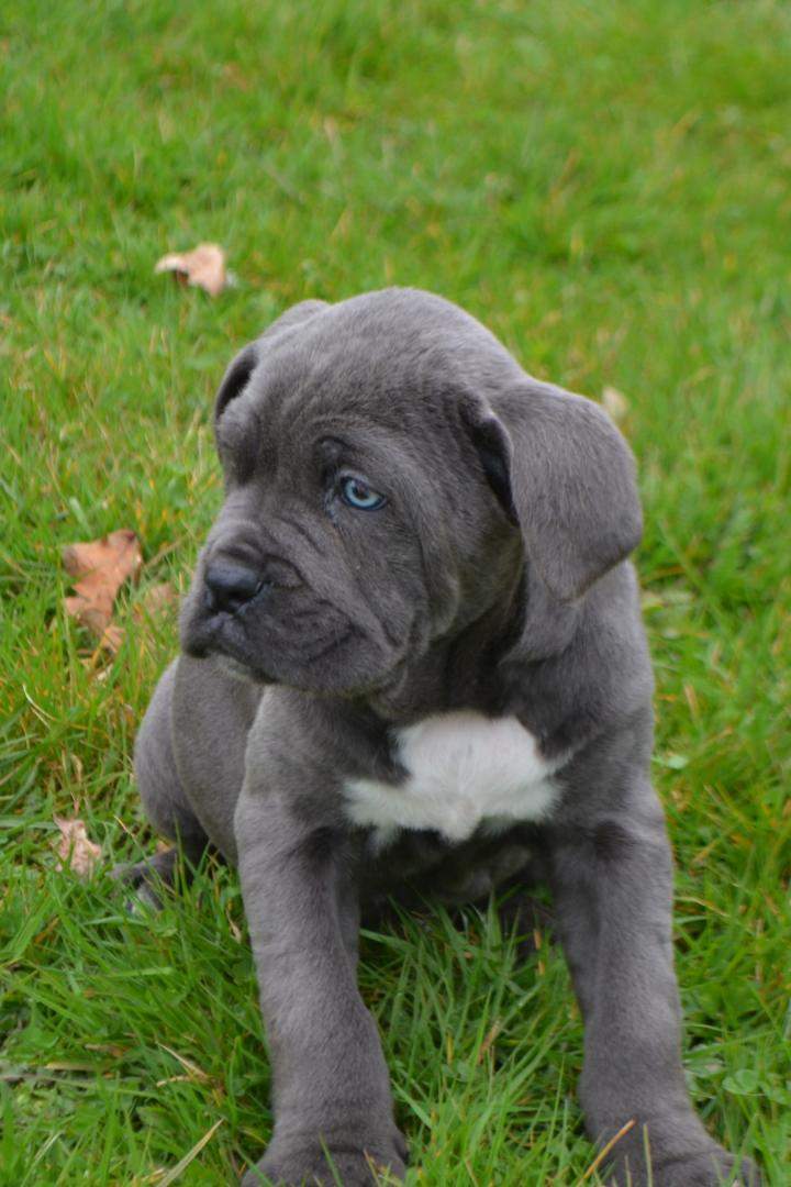 Elevage Cane Corso Étaples
