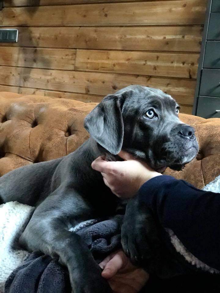 Elevage Cane Corso Étaples