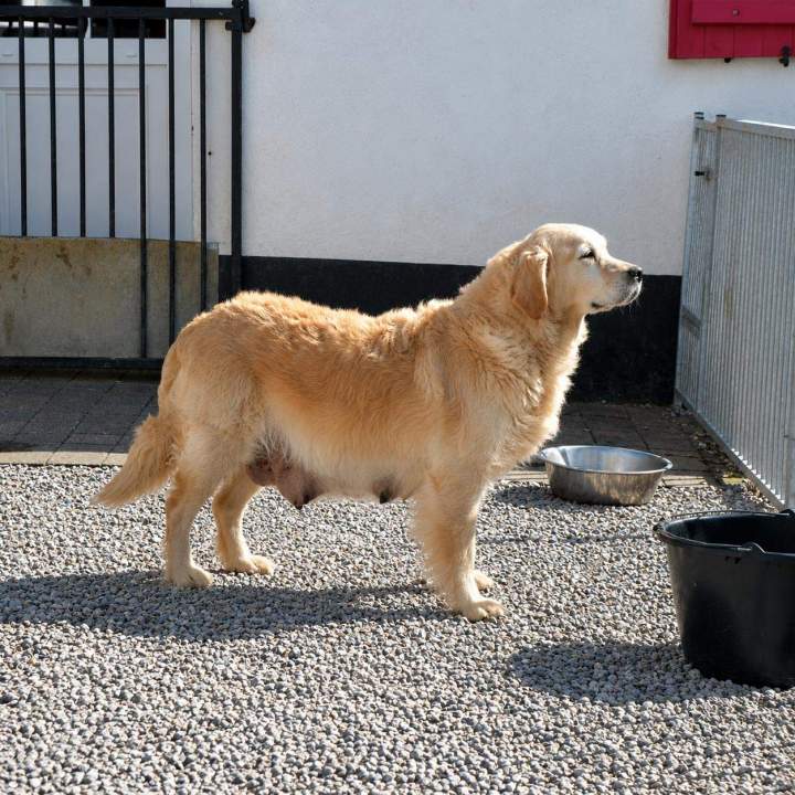 Elevage Golden Retriever Étaples(1)