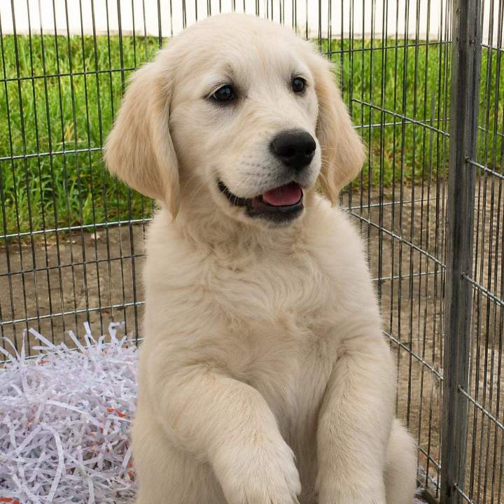 Elevage Golden Retriever Étaples