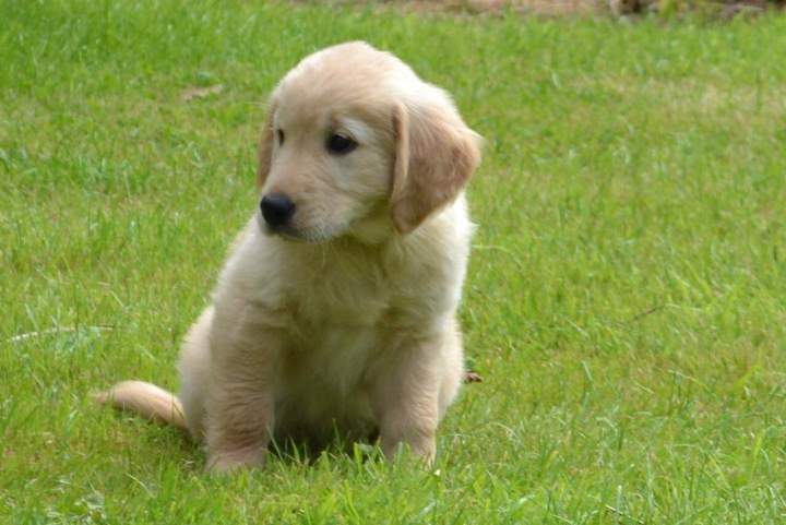Elevage Golden Retriever Étaples