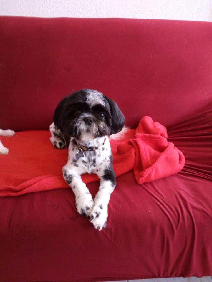 Elevage Shih Tzu Étaples 