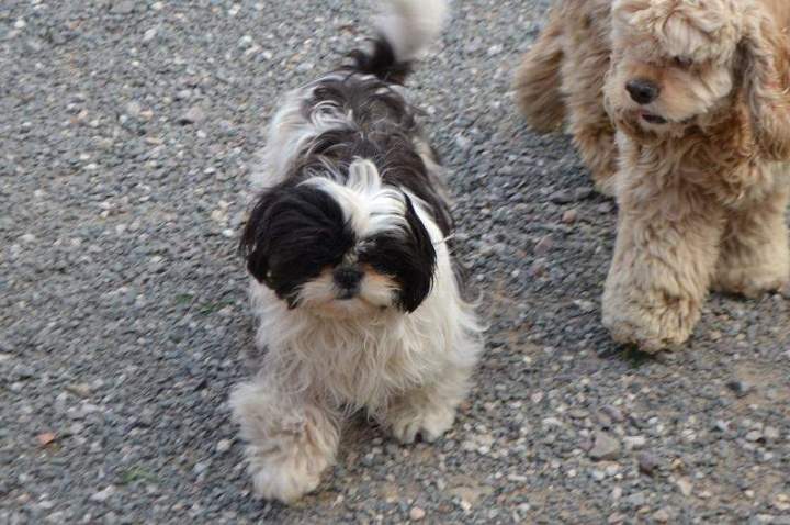 Elevage Shih Tzu Étaples