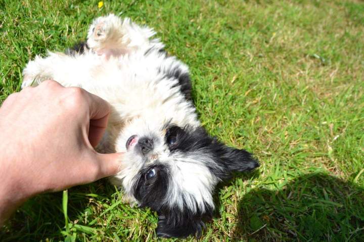 Elevage Shih Tzu Étaples