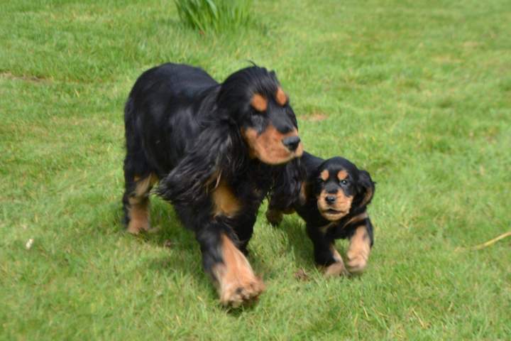 Eleveur Cocker Anglais Étaples