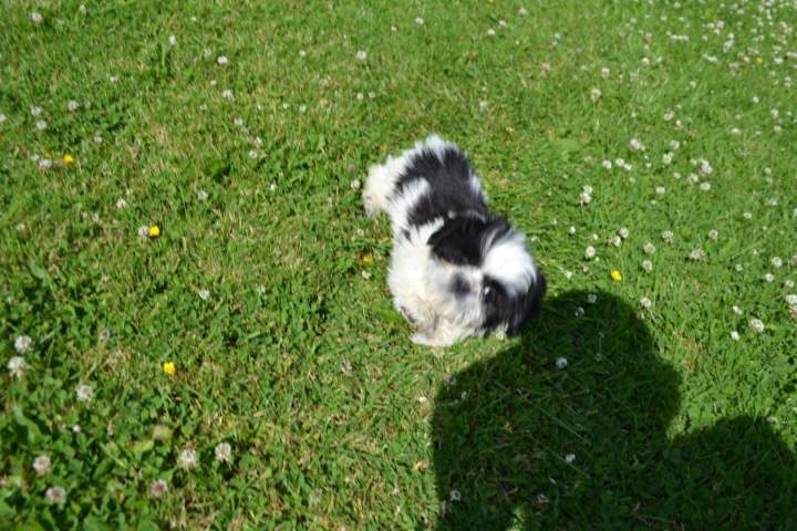 Eleveur Shih Tzu Étaples 