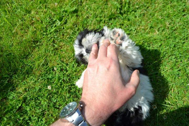 Eleveur Shih Tzu Étaples