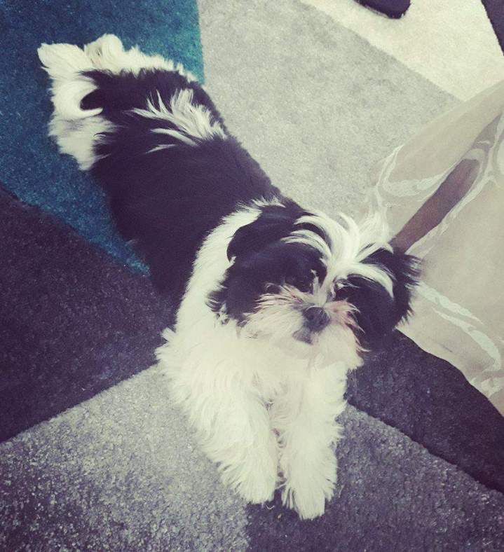 Eleveur Shih Tzu Étaples