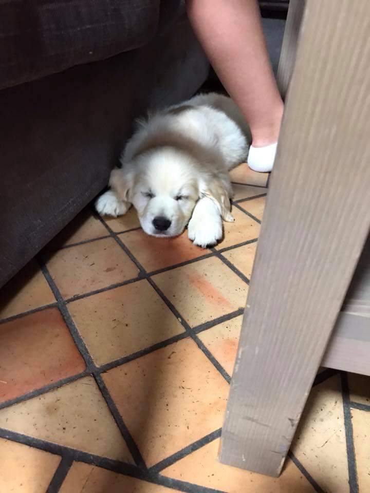 Eleveur de Golden Retriever Étaples