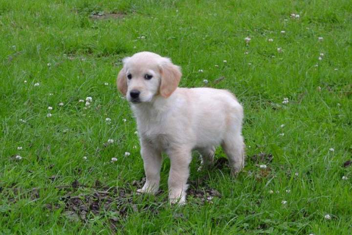 Eleveur de Golden Retriever Étaples