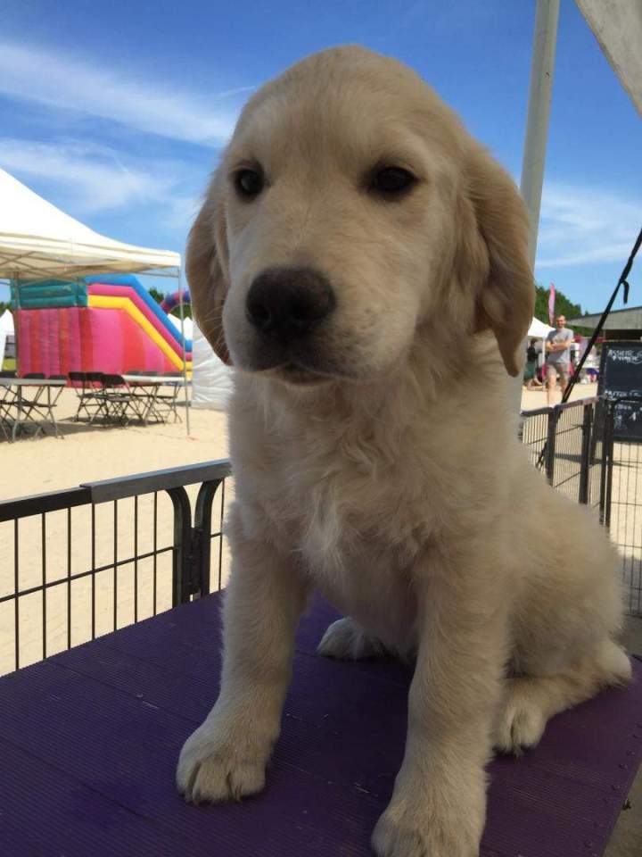 Eleveur de Golden Retriever Étaples