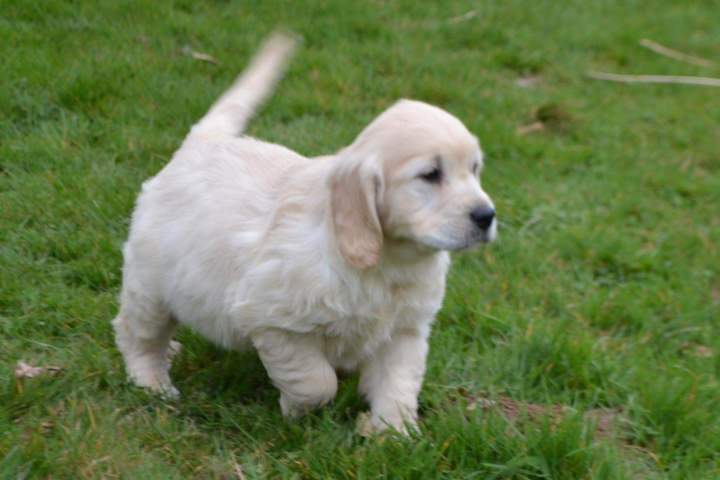 Golden Retriever LOF Étaples