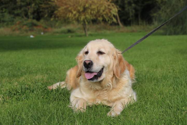 Golden Retriever LOF Étaples