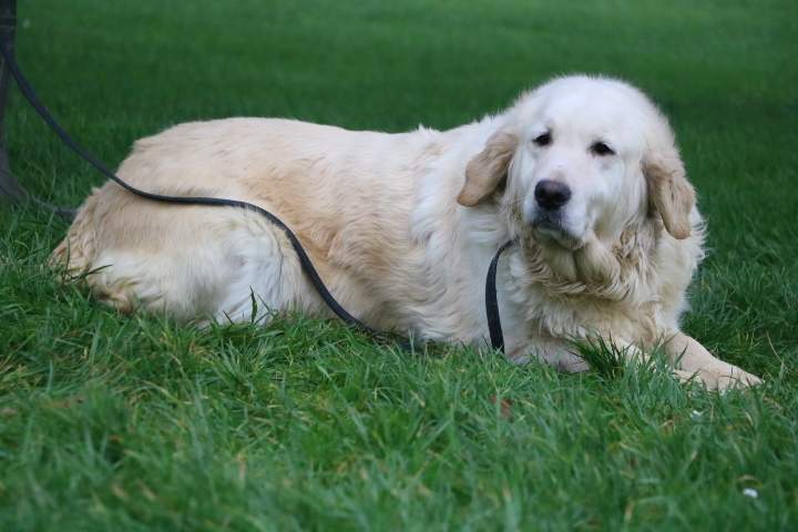 Golden Retriever LOF Étaples
