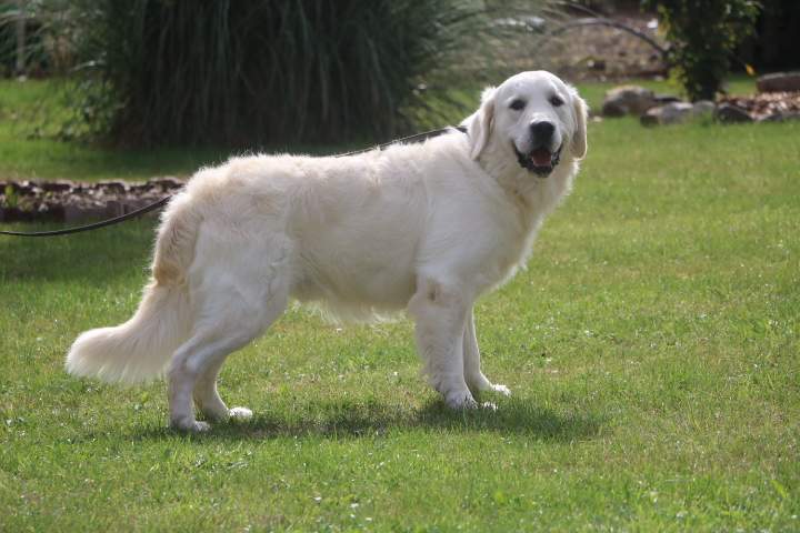 Golden Retriever LOF Étaples