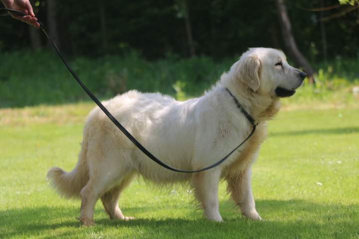 Golden Retriever LOF Étaples