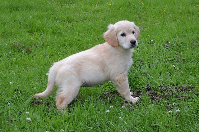 Golden Retriever LOF Étaples