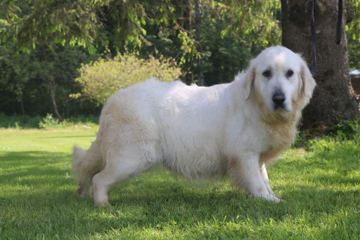 Golden Retriever à vendre Étaples