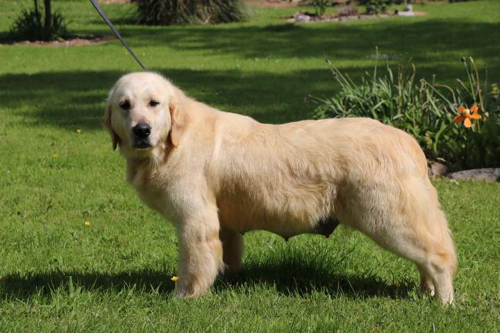 Golden Retriever à vendre Étaples