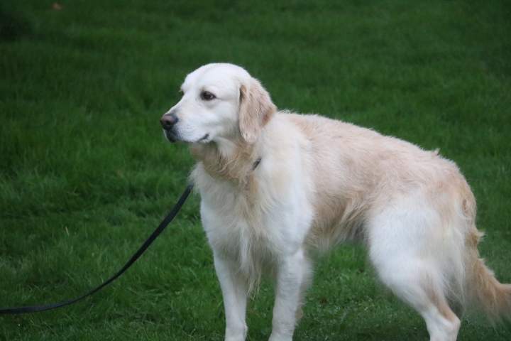 Golden Retriever à vendre Étaples