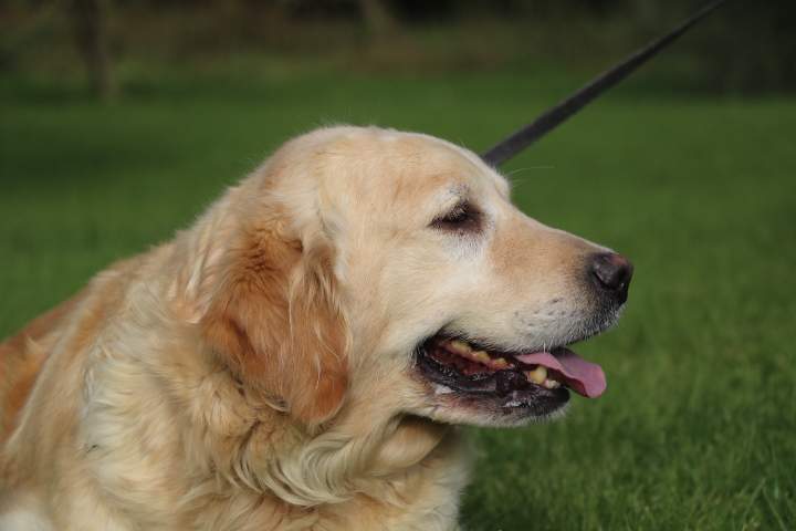 Golden Retriever à vendre Étaples