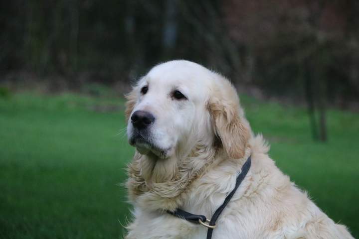 Golden Retriever à vendre Étaples