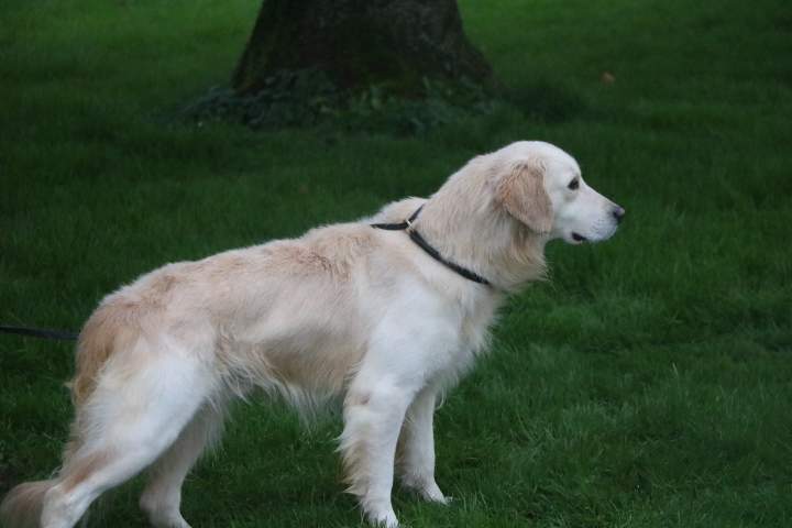 Golden Retriever de reproduction Étaples