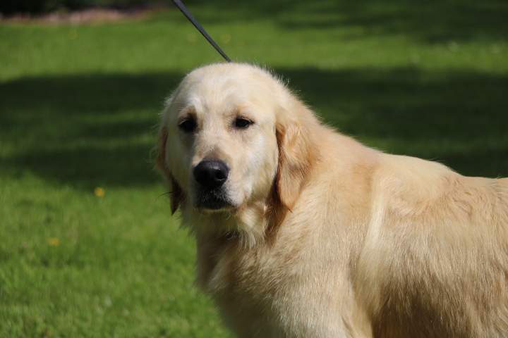 Golden Retriever de reproduction Étaples