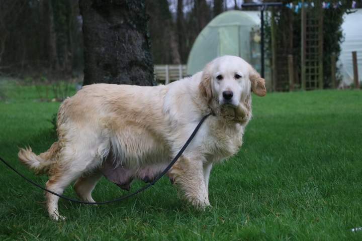Golden Retriever de reproduction Étaples