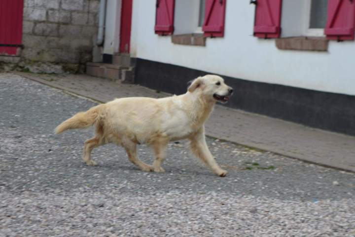 Golden Retriever près d'Étaples