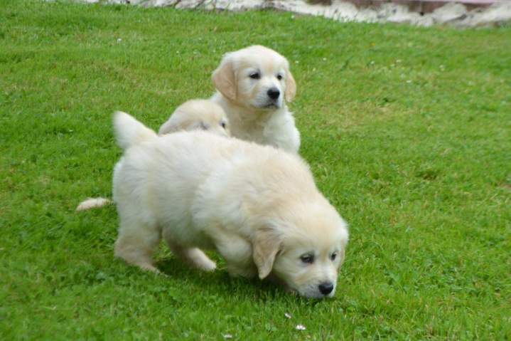 Golden Retriever près d'Étaples
