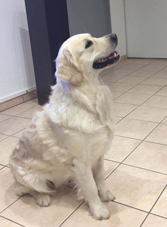Golden Retriever près d'Étaples