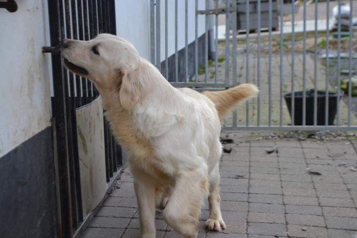 Golden Retriever pure race Étaples