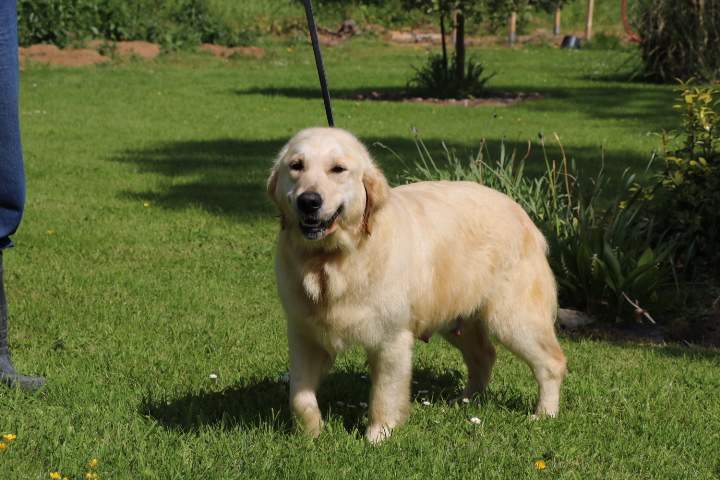 Golden Retriever pure race Étaples