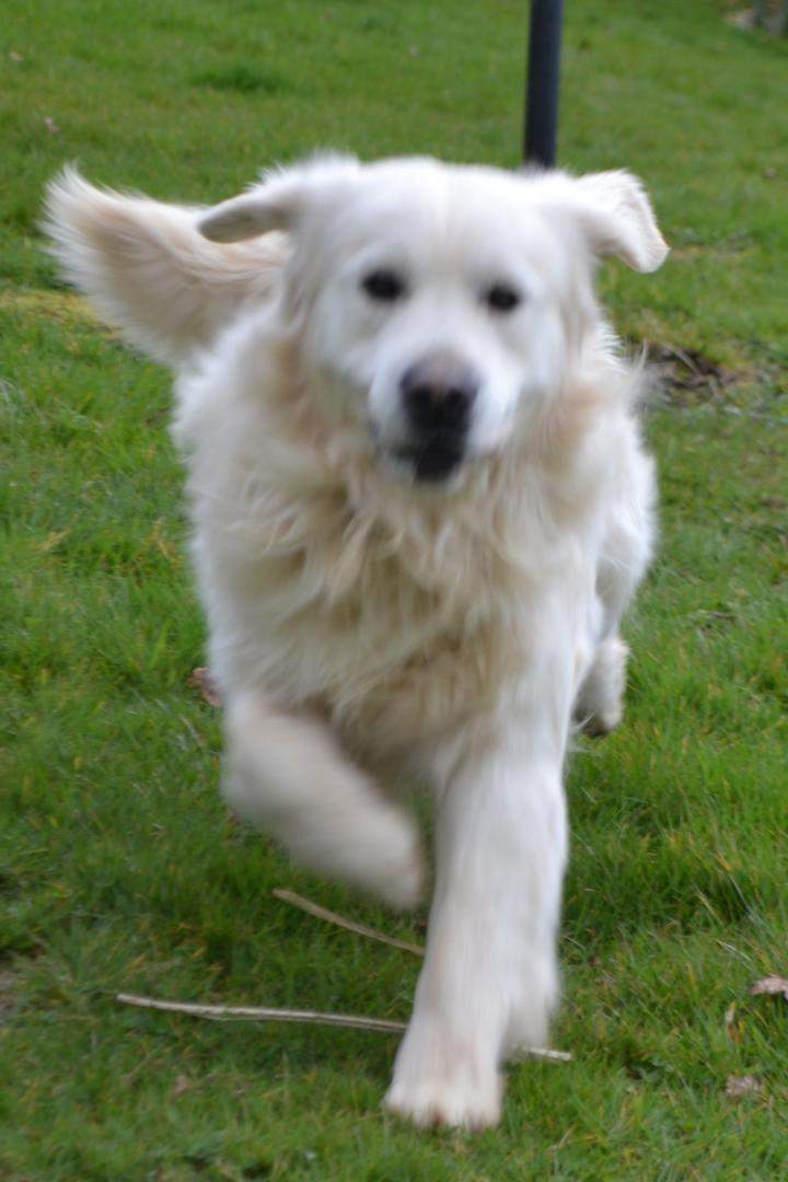 Golden Retriever pure race Étaples