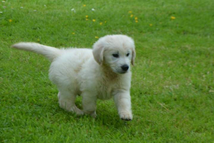 Golden Retriever pure race Étaples