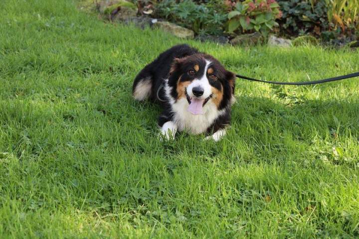 Chien de reproduction Domaine du Hameau du Fayel Étaples