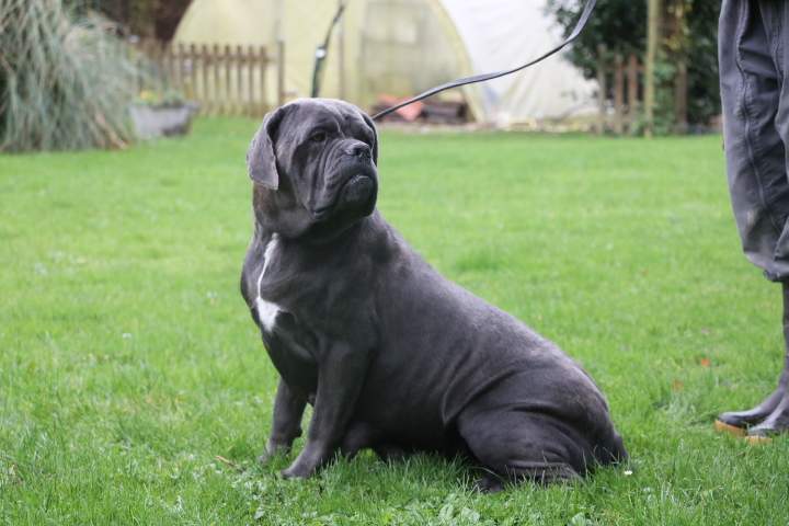 Élevage Cane Corso Étaples