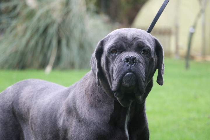 Cane Corso à vendre Étaples